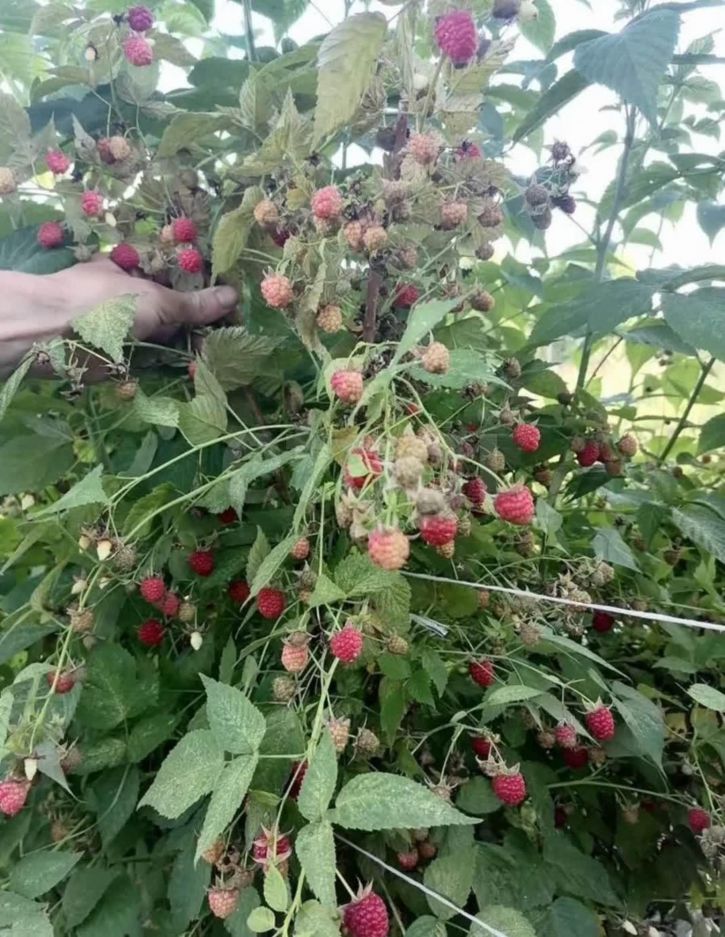 Земельный участок деревня Останино