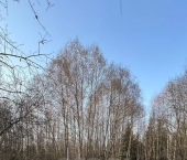 земля 78 сот деревня Мальгино (Подлесный сельсовет)